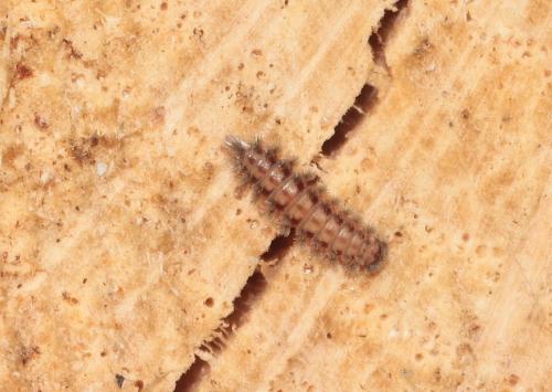 Réf. 280 204 : Polyxenus lagurus